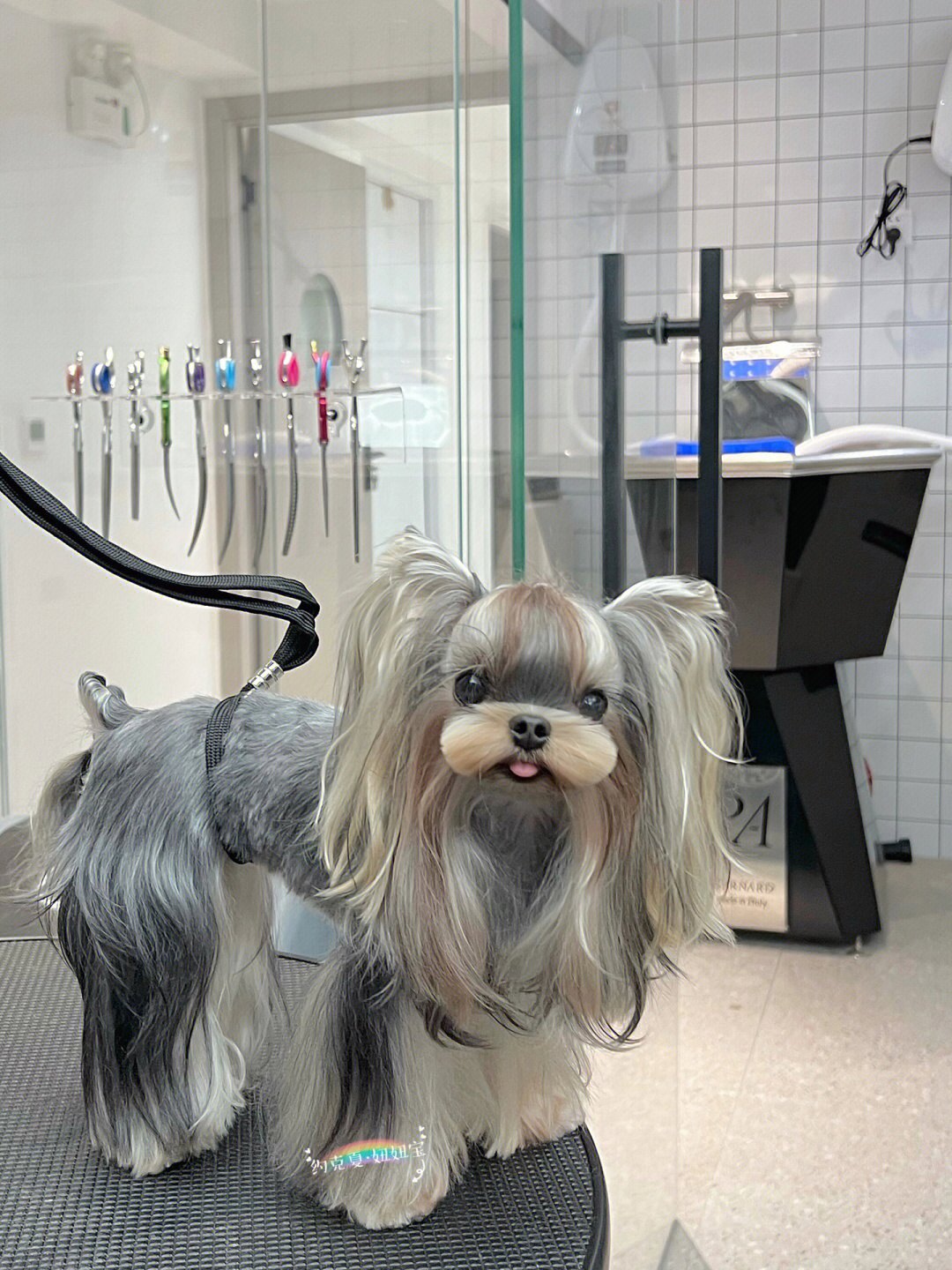 宠物幼崽活物纯种韩系活体幼犬约狗狗