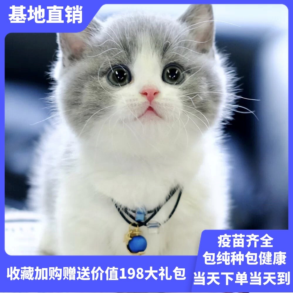 渐层幼崽矮脚英短蓝猫