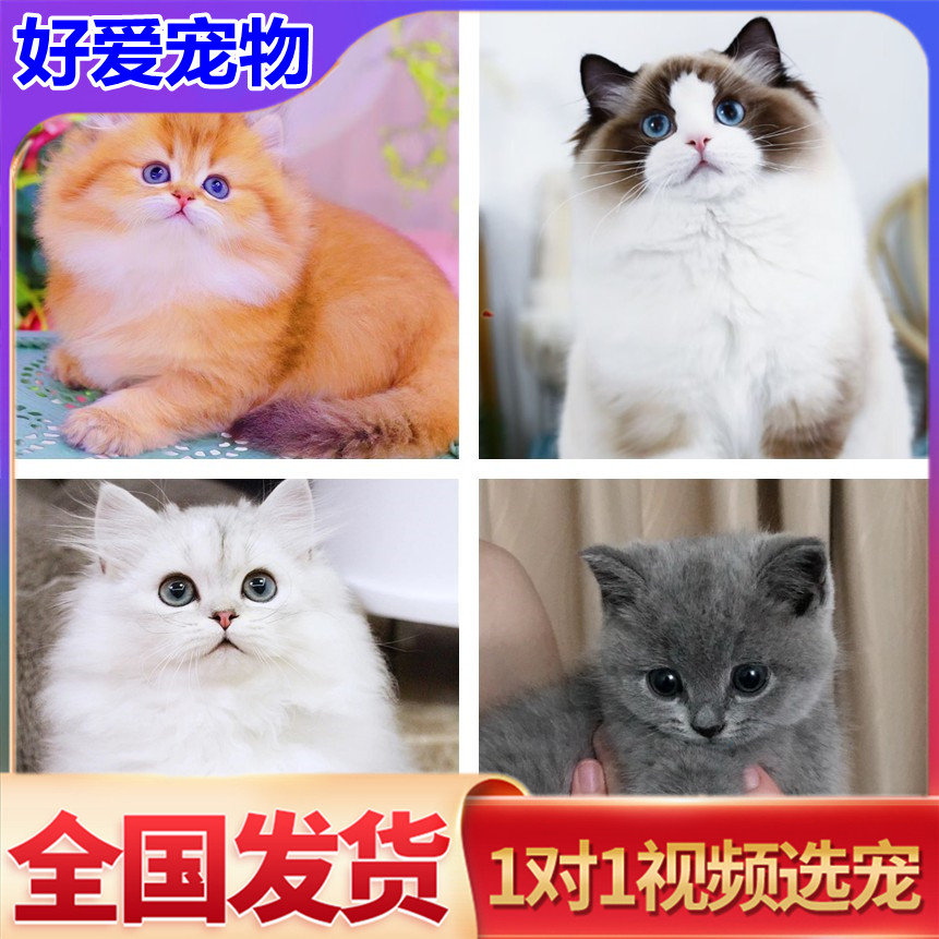 猫咪活物布偶宠物猫咪加菲蓝猫幼猫蓝白金渐层英国短毛猫矮脚短腿