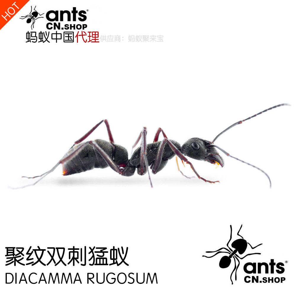 蚂蚁中国|聚纹双刺猛蚁diacamma rugosum宠物工坊活体巢