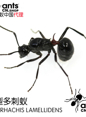 蚂蚁中国｜叶型多刺蚁Polyrhachis lamellidens Smith.