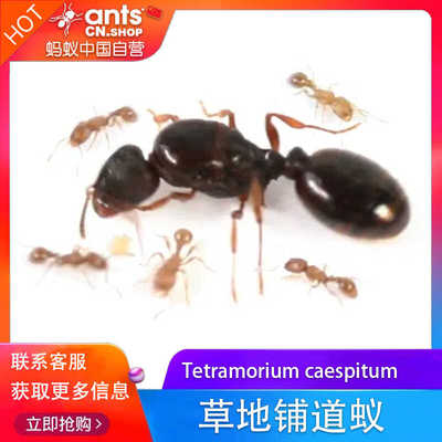 蚂蚁中国｜草地铺道蚁Tetramorium caespitum 宠物工坊活体