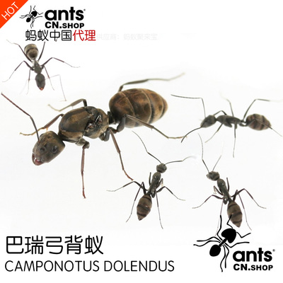 蚂蚁中国｜巴瑞弓背蚁Camponotus dolendus  宠物蚂蚁工坊活体
