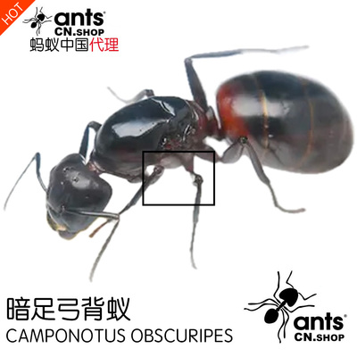 蚂蚁中国｜暗足弓背蚁 Camponotus obscuripes