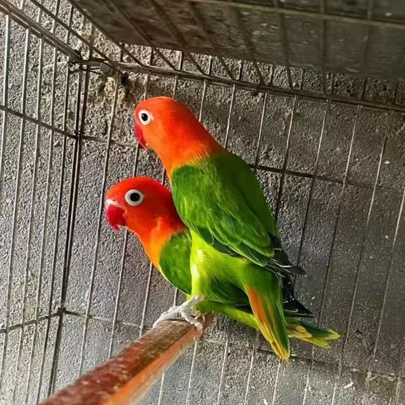 牡丹半毛宠物鸟墨黑头爱情鸟黄金丝绿金丝普蓝黑色头绿黑头