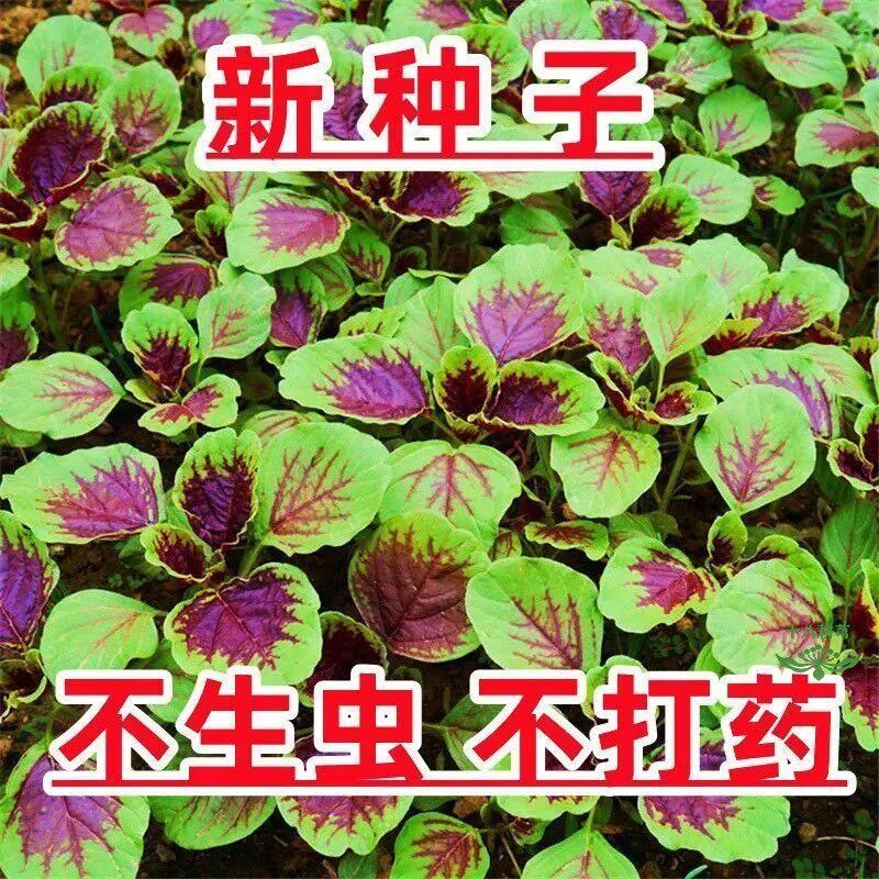 圆叶红苋菜种子速生大叶