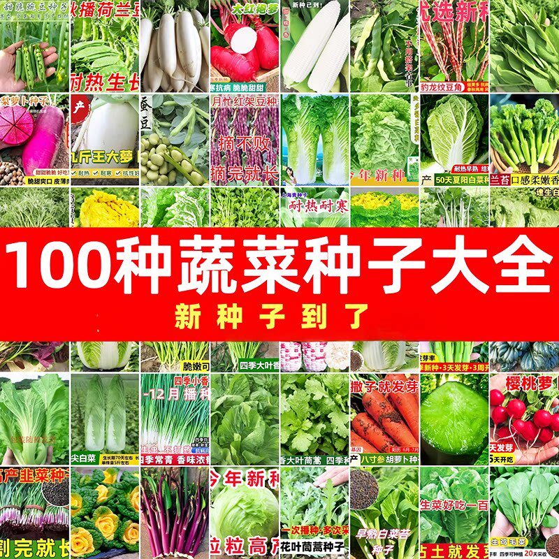 各种菜籽种大全四季蔬菜胡萝卜芹菜香菜籽生菜菠菜青菜大白菜种子