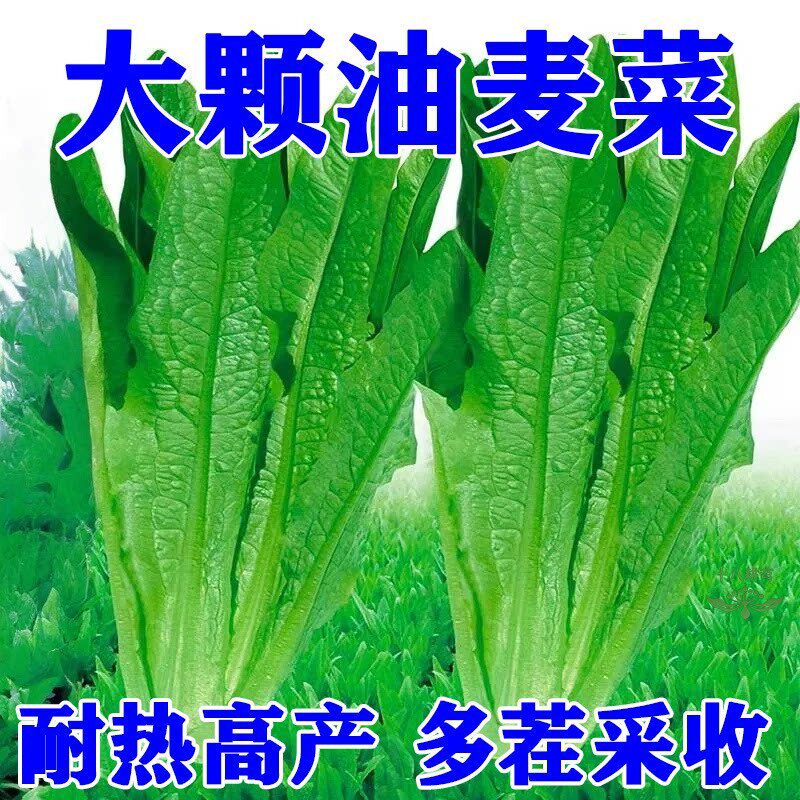 甜脆油麦菜种子清香无斑