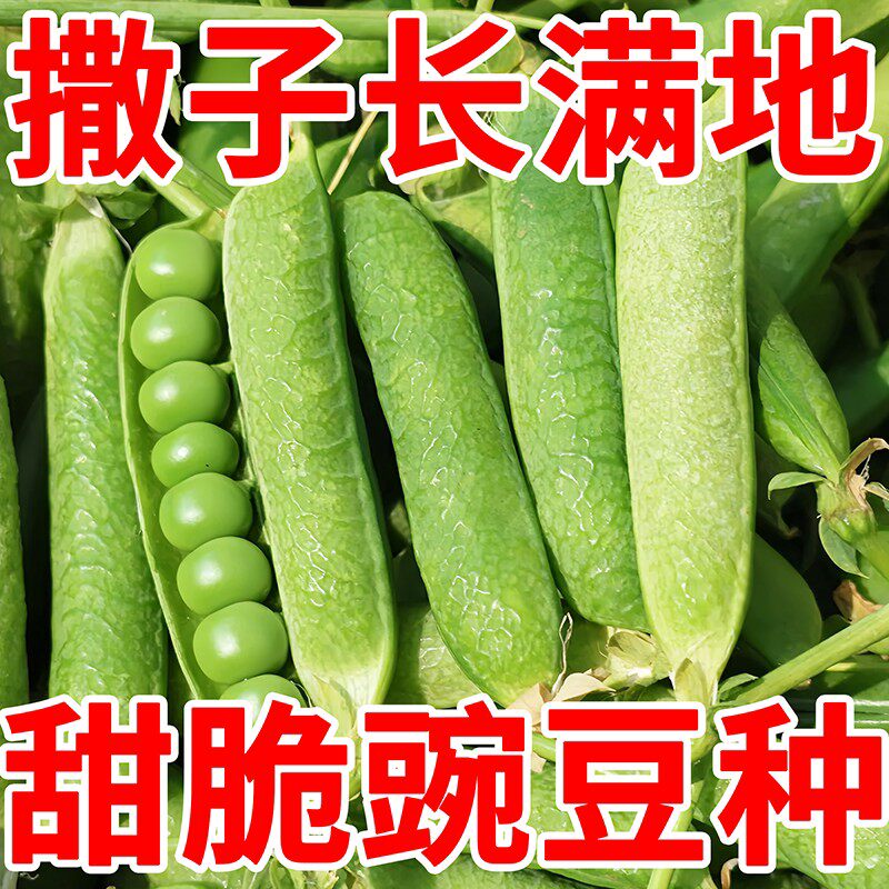 大粒甜脆豌豆种子种籽青碗豆种青豆高产庭院农家四季秋冬季豌豆