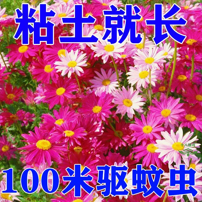 除虫菊花种籽子夏季驱蚊