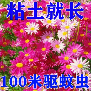 除虫菊花种籽子夏季驱蚊花卉室内盆栽四季花太阳花野花组合种孑