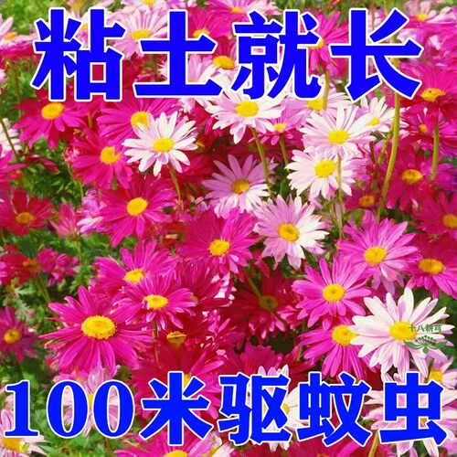 除虫菊花种籽子夏季驱蚊