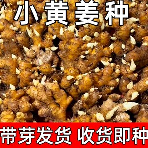 农家小黄姜种带芽发货种