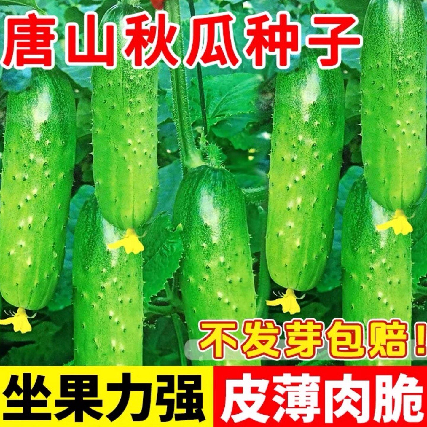 秋黄瓜种子唐山秋瓜阳台盆栽种植脆皮旱黄瓜水果夏季蔬菜籽种大全