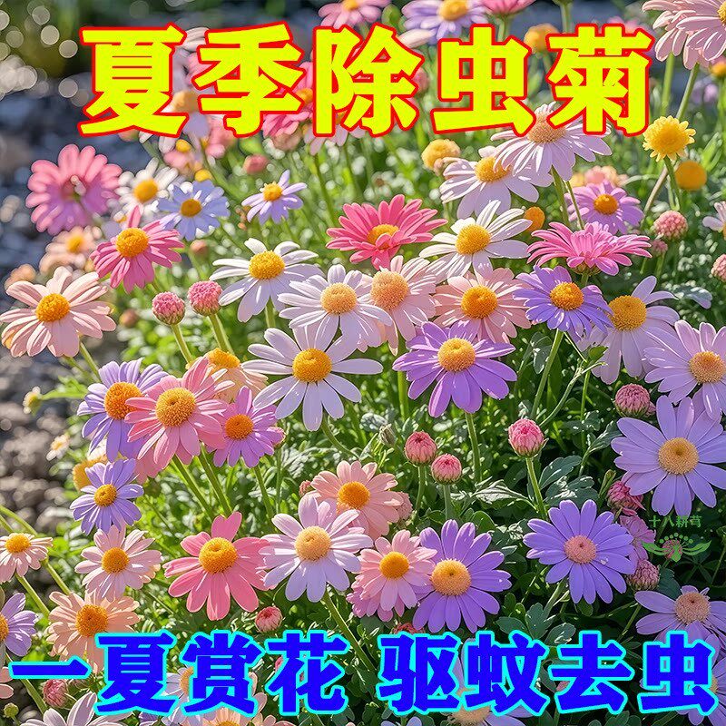 除虫菊花种籽子夏季驱蚊花卉室内盆栽四季花太阳花野花组合种孑