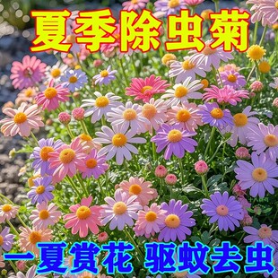 除虫菊花种籽子夏季驱蚊花卉室内盆栽四季花太阳花野花组合种孑