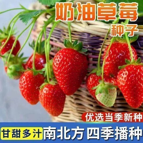 奶油草莓种子四季播种南