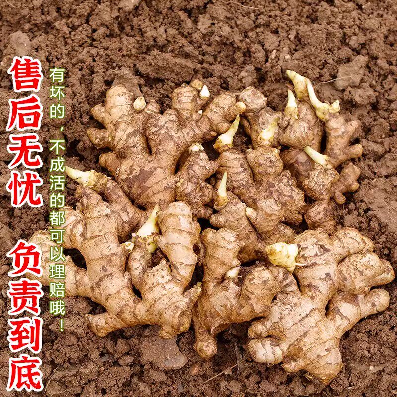 正宗小黄姜种子爆芽发货