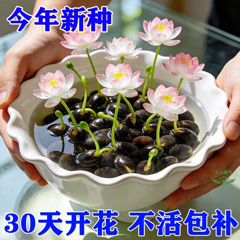 水培碗莲种子四季种植开
