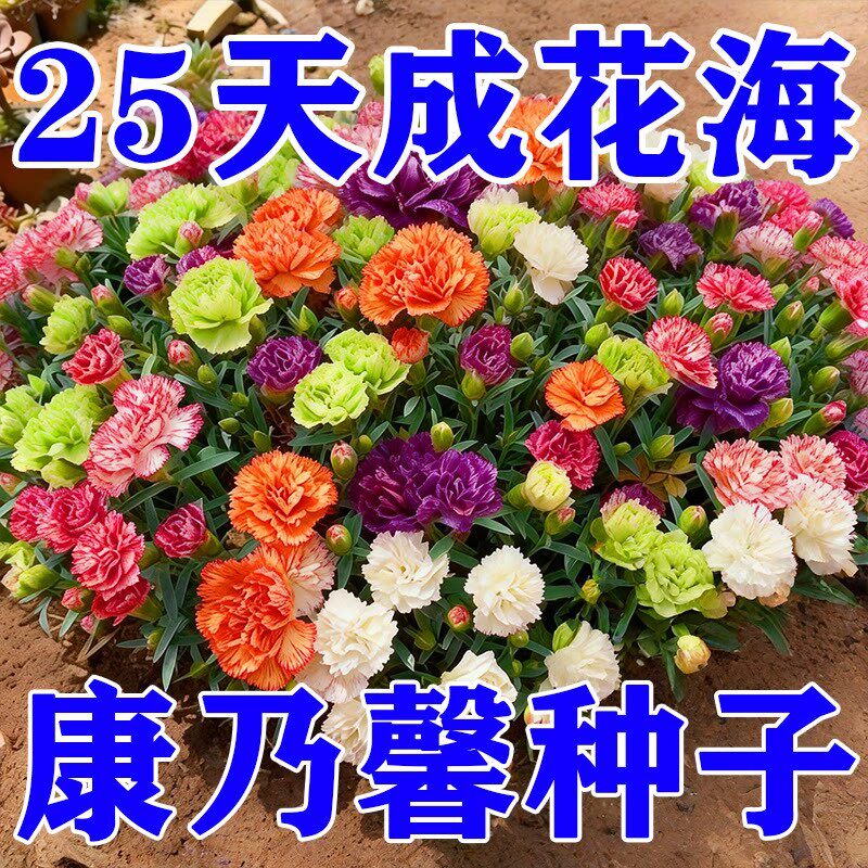 重瓣康乃馨种子阳台庭院驱蚊香草籽四季播种花卉盆栽花苗花种子籽