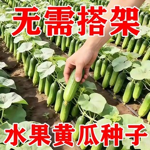水果黄瓜籽懒人地爬黄瓜种子四季种阳台盆栽耐热小黄瓜籽蔬菜籽