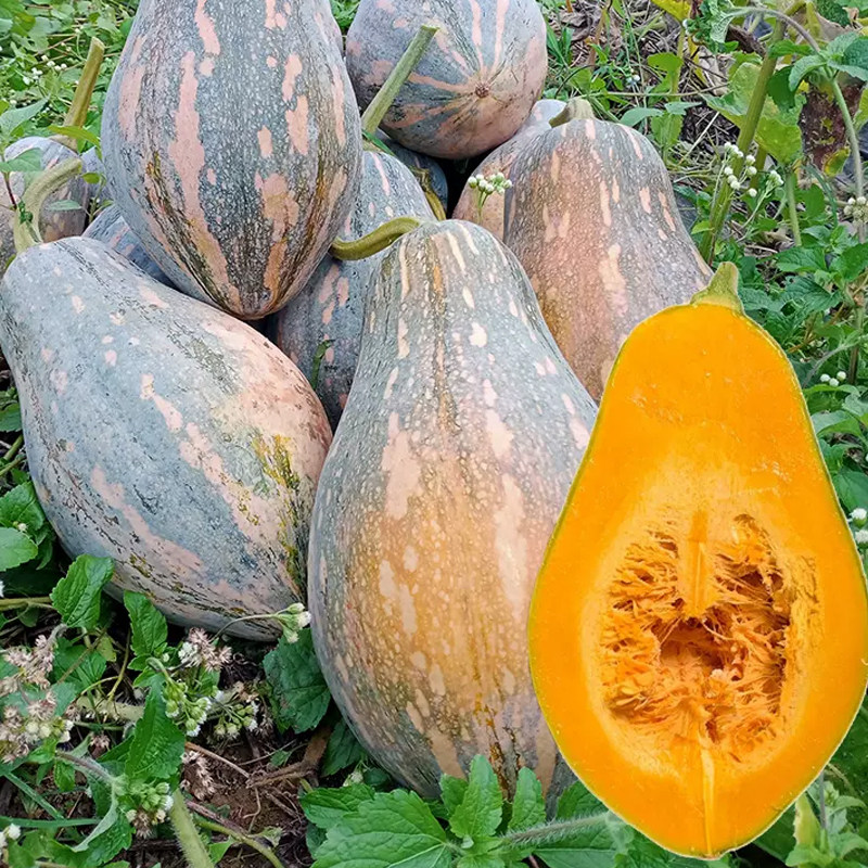 禾语香芋南瓜籽种软糯香甜