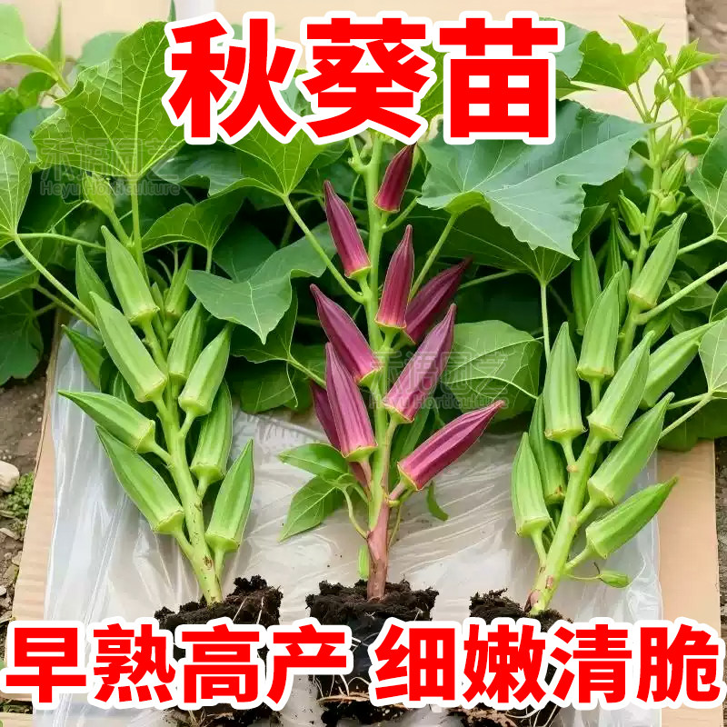 禾语农产秋葵苗耐旱带土大苗