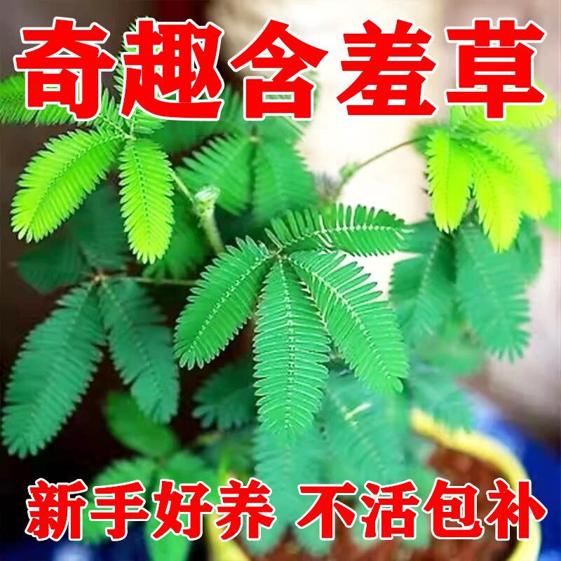 害羞草种子含羞草盆栽植物套餐阳台绿植花卉种子薄荷种籽四季易种