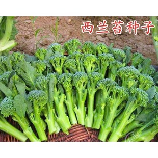 西兰苔菜种子西洋芥兰种籽芥蓝菜苔四季阳台盆栽西兰蓝花蔬菜孑