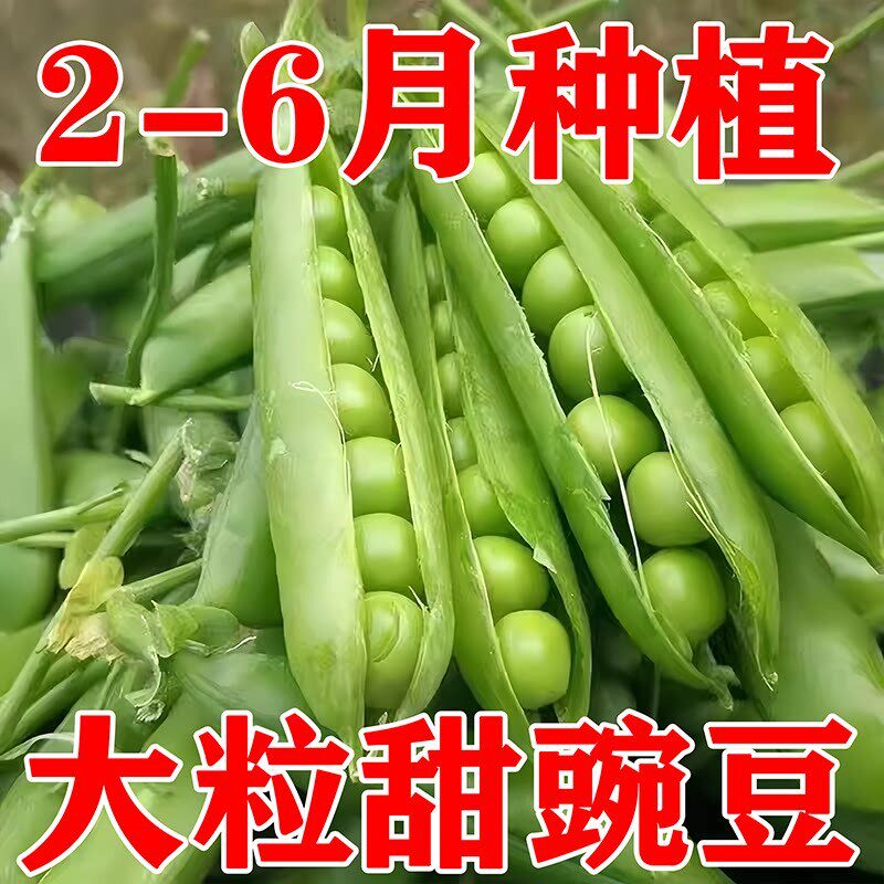 甜脆豌豆种子四季高产可生吃青豌豆苗尖种籽菜豌豆荷兰豆蔬菜种孑