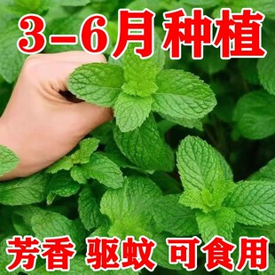 可食用薄荷种籽子盆栽易活室内室外阳台花种籽孑驱蚊草植物花卉籽