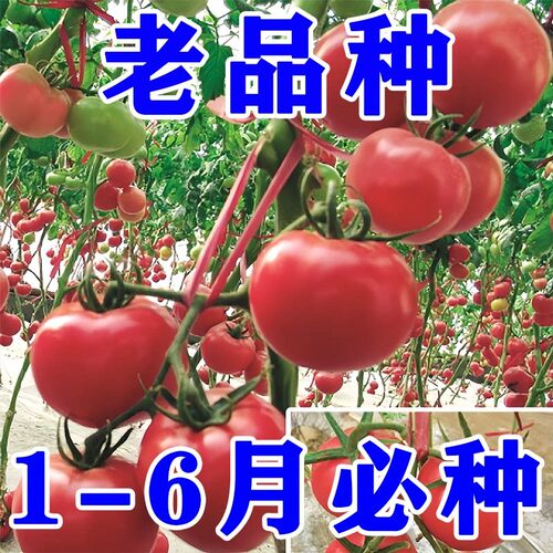 西红柿种子老品种毛粉番茄阳台盆栽庭院四季高产蔬菜种子籽孑高产