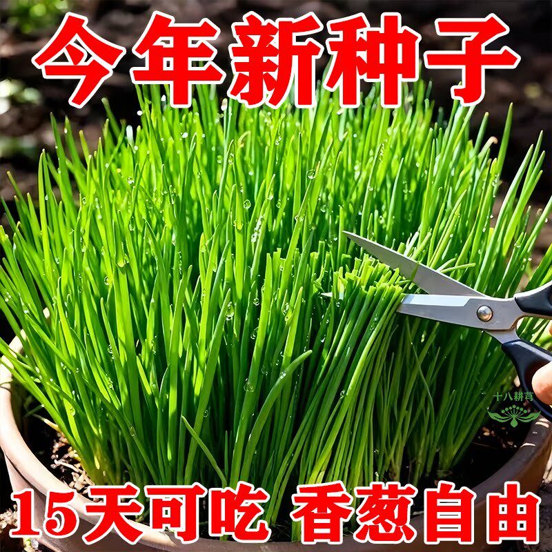小香葱种子四季种植春夏