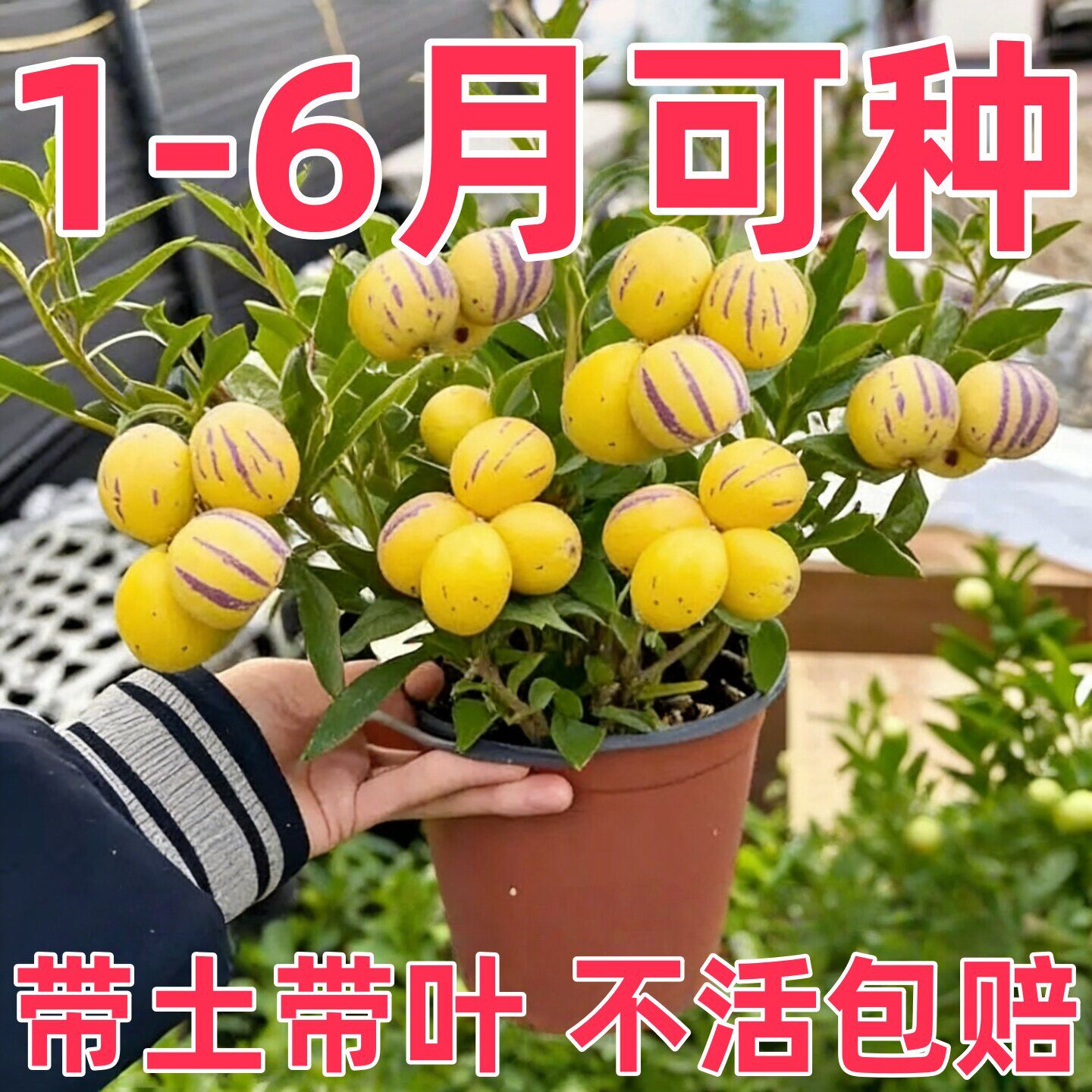 奶香人参果树果苗带生秧