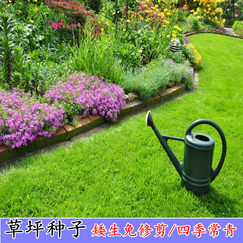 进口草坪种子四季青果岭草种子庭院球场绿化草皮草籽矮生免修剪在类目 鲜花速递/花卉仿真/绿植园艺, 花卉/蔬果/草坪种子（新）, 家庭园艺种子中 - 来自Buy2taobao.com提供专业的淘宝代购服务