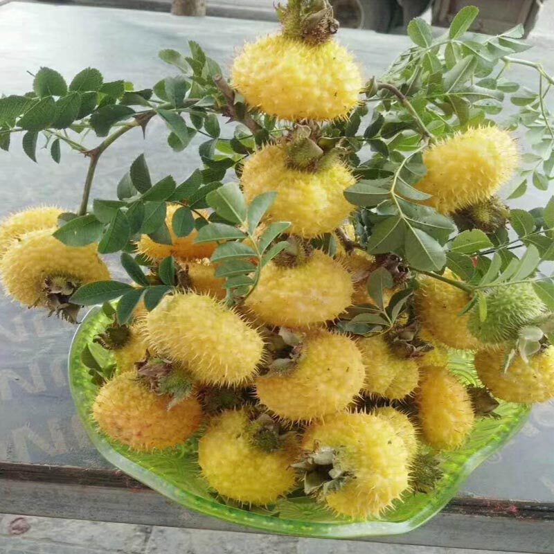 刺梨干果2025年新果贵州特产野生刺梨果泡酒泡水