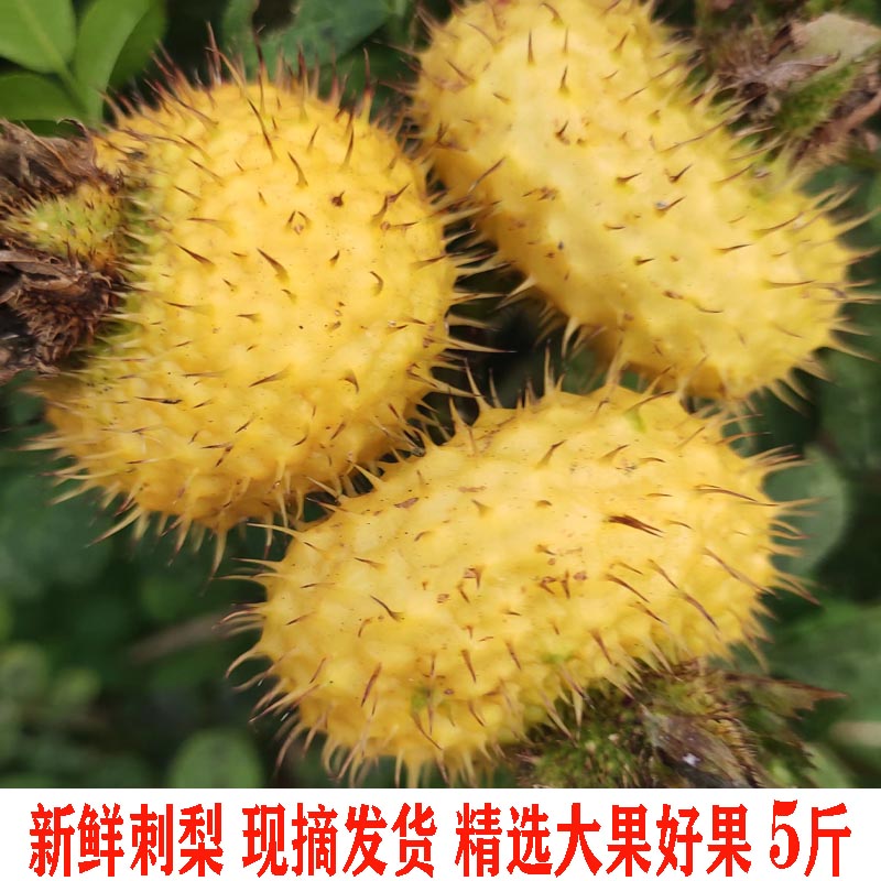 贵州特产刺梨鲜果泡酒泡水