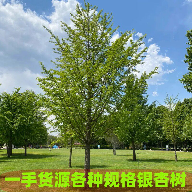 银杏树小苗大树庭院银杏树苗风景树景观树园林绿化植物行道南北方