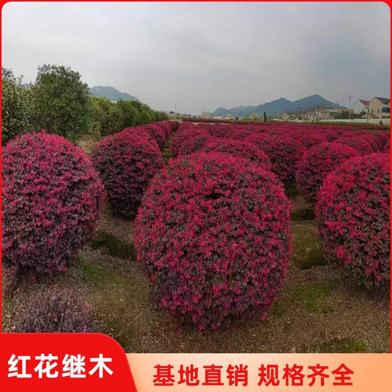 佳成苗木春天多年生现挖现卖红花檵木