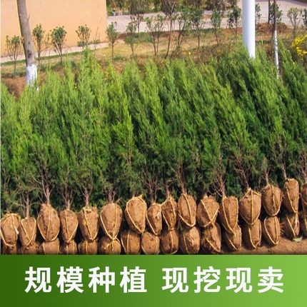 树苗塔柏四季常青绿化树苗佳成