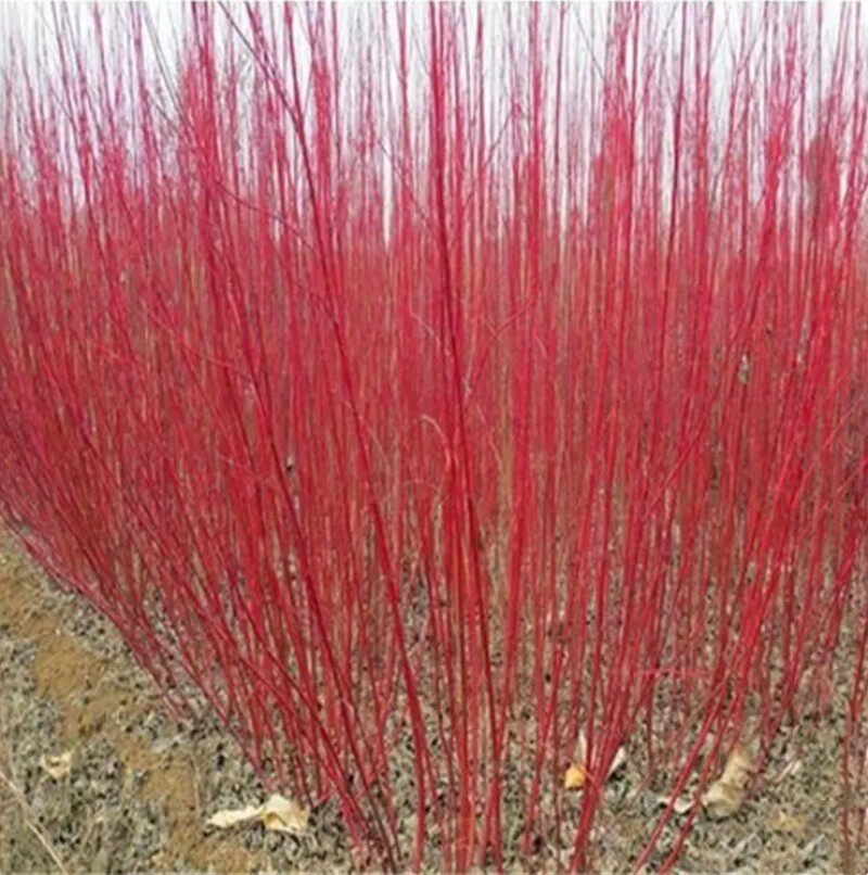 红瑞木树苗红杆麻球红瑞木枝条绿化苗木红柳枝户外庭院植物工程苗