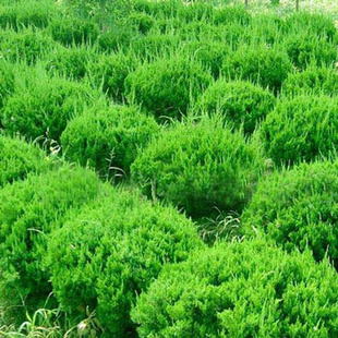 龙柏树苗 小龙柏球 绿篱绿化龙柏苗龙柏树苗 松柏球 四季常青耐寒