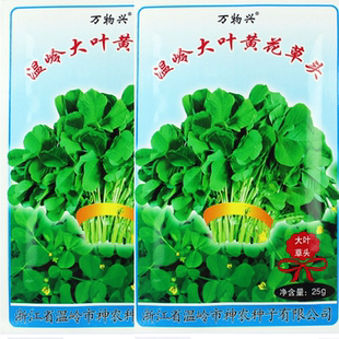 大叶黄花草头种子金花菜金花菜上海草头苜蓿种籽秋季播野菜种子