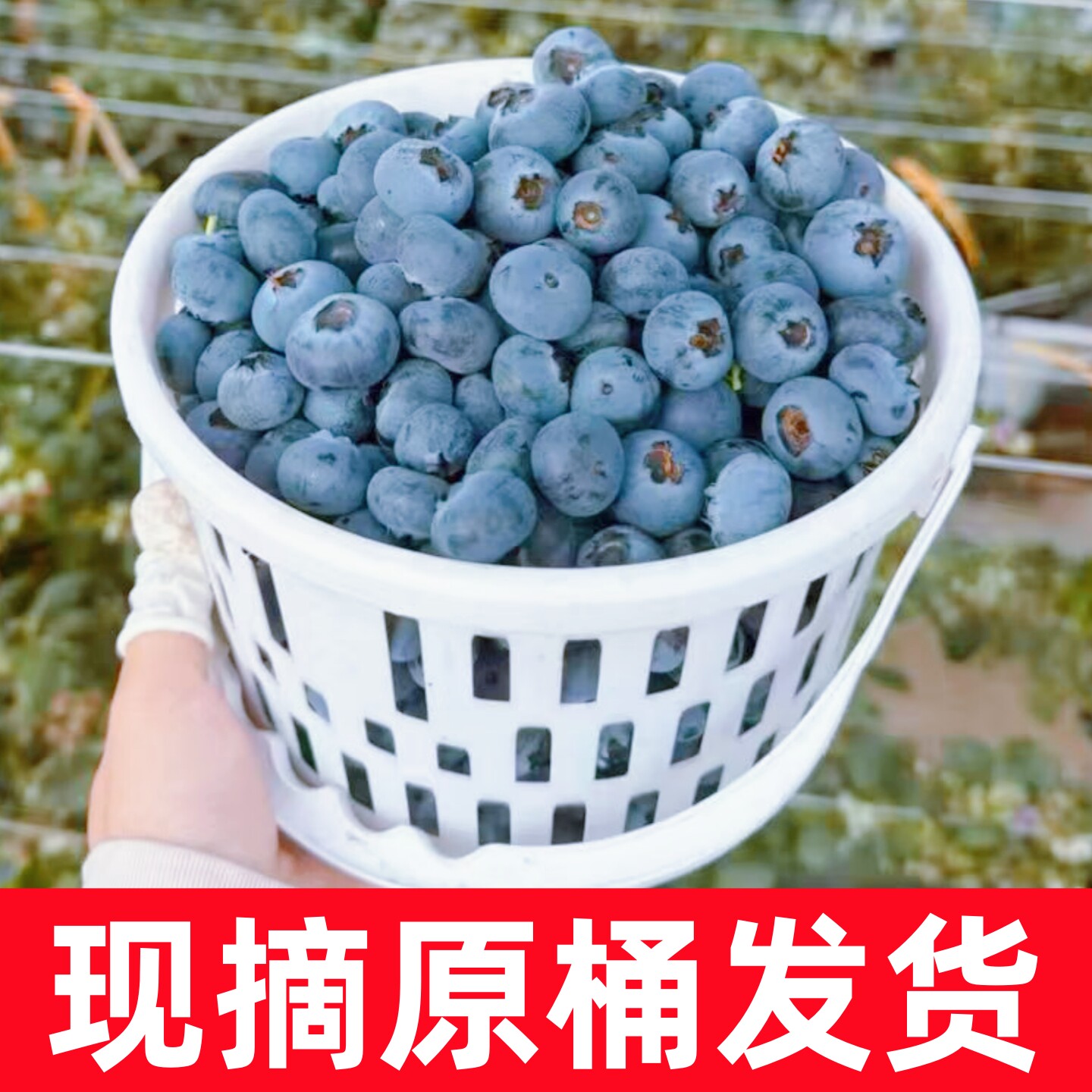 当季新鲜高山现摘现发蓝莓孕妇宝宝蓝莓桶装新鲜水果原桶不打药