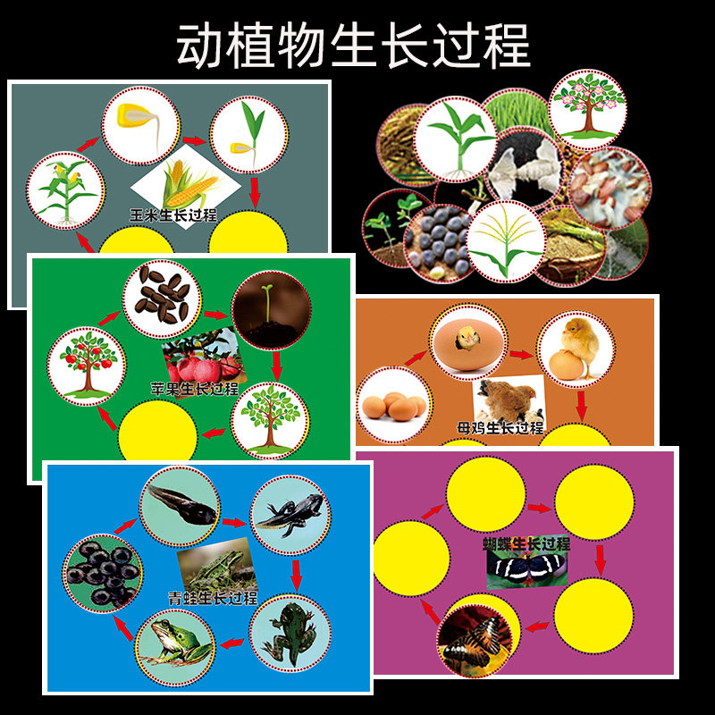 幼儿园自制大中班科学区材料投放动植物生长过程早教游戏玩教具