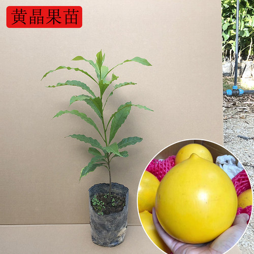 冬蜜黄晶果树苗黄金果南方