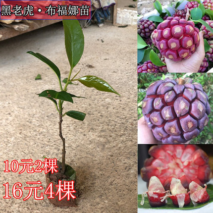 黑老虎果苗 五味子 布福娜大血藤酒饭团爬藤树苗抗霜冻南北方种植