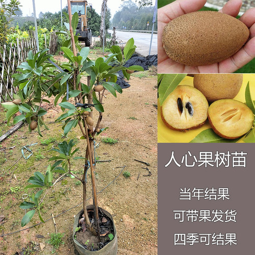 果树苗软枝盆栽四季开花南北方