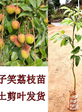 荔枝树苗妃子笑荔枝嫁接苗灵山桂味荔枝南方果树苗带土带叶发货