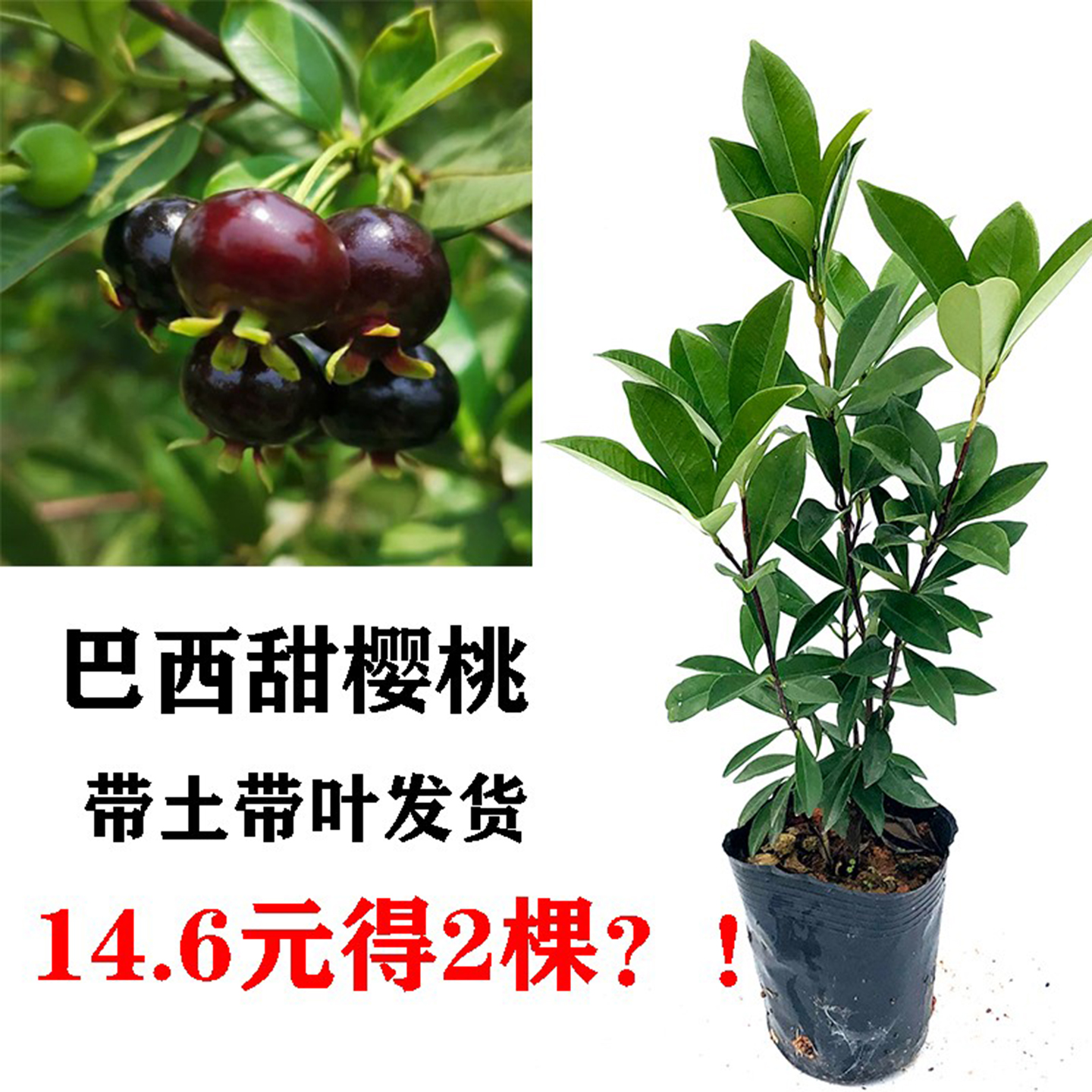 樱桃树苗巴西甜樱桃黑果扁圆原杯带土带叶发货可盆栽地栽南方果苗